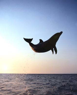 Delfin Delfin10