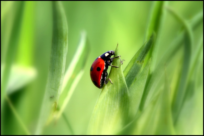 Coccinelle Img_3310
