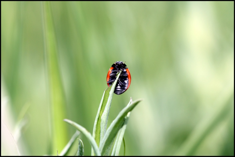 Coccinelle Img_3311