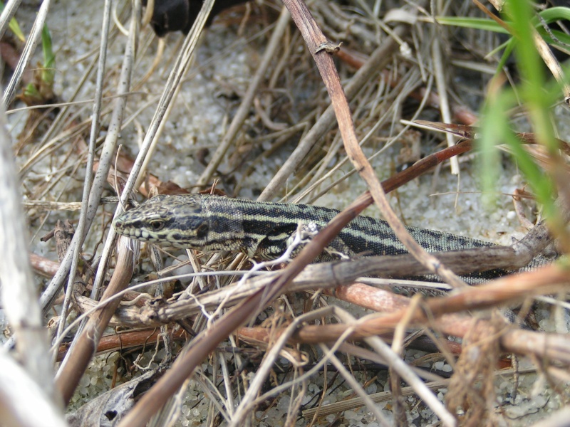 Lezards locaux (Bretagne) Camouf10