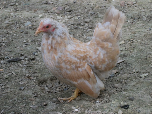 Imagier de la poule Sérama 02115