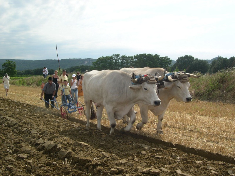 FETE DES MOISSONS A LA GARDE D'ADHEMAR 26 La_gar29