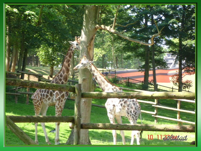 Une journe parmi les animaux,et les plantes Giraff10