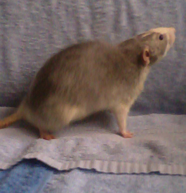 rat husky bleu dumbo [lille - 59] Rat110