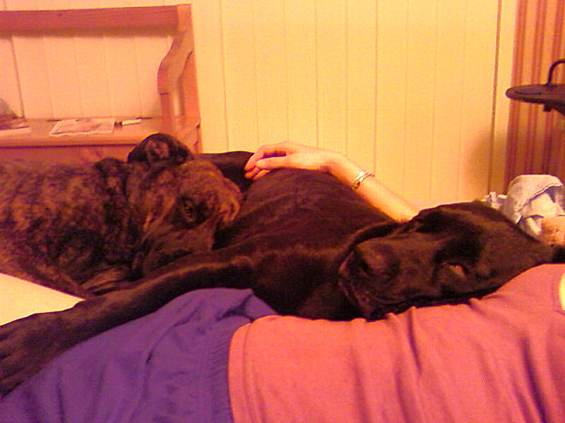 vos chiens et la sieste !!! Photo-20