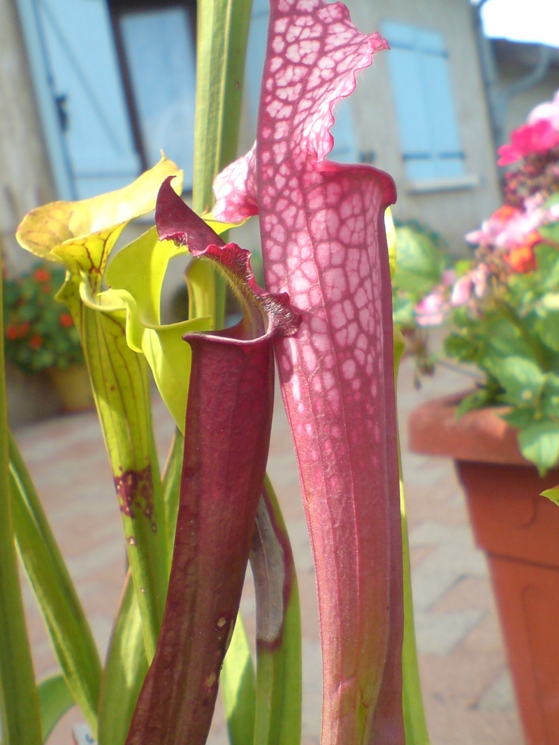 question au connaisseur de sarracenia Dsc02234