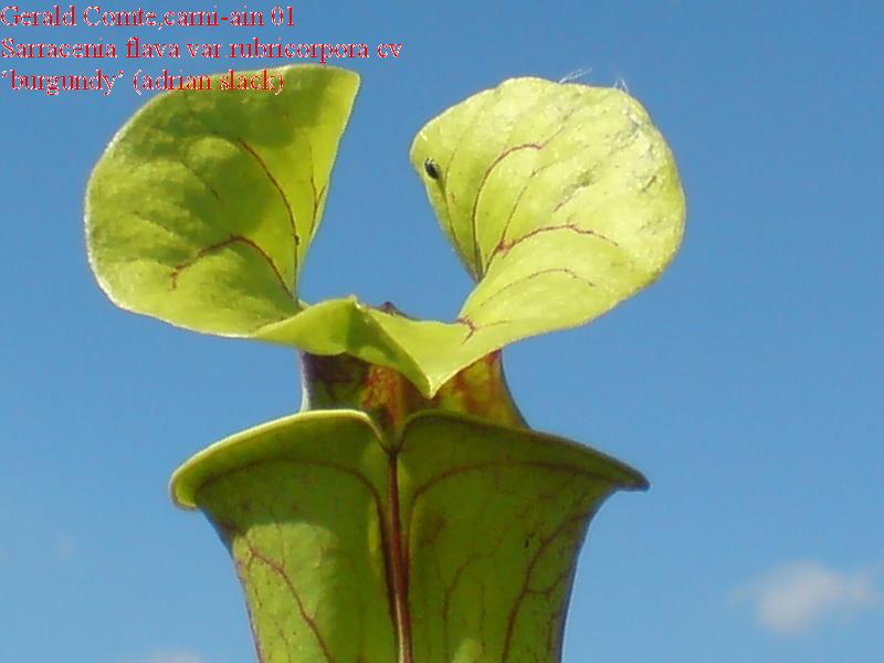 sarracenia flava var.rubricorpora cv 'burgundy' Flava_12