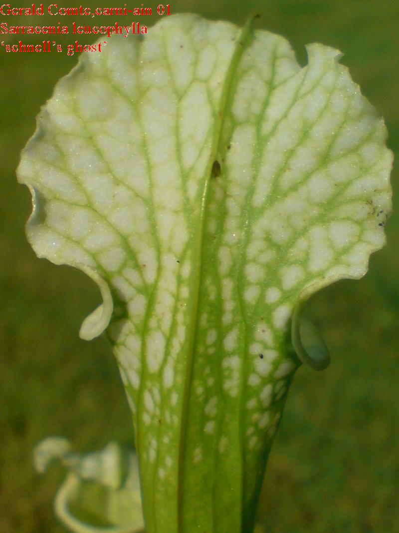 leucophylla Leuco_13