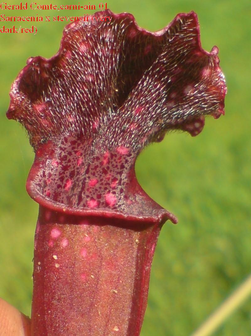 sarracenia 'stevensii' (very dark/red) Steven11