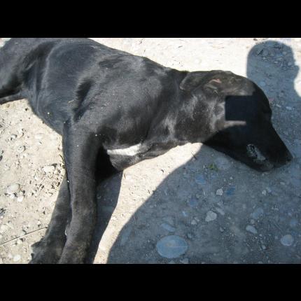 (désact.) Trouvé DCD chien type labrador F (?) noir le 11/03/12 à St Andiol 37507_10