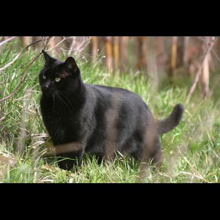 (désact.) Perdu "Groloup" chat mâle euro. noir à Ventraben 13 le 22/10/11 39660_10