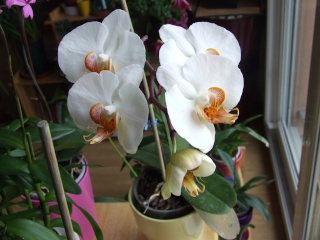 phalaenopsis blanc 000710