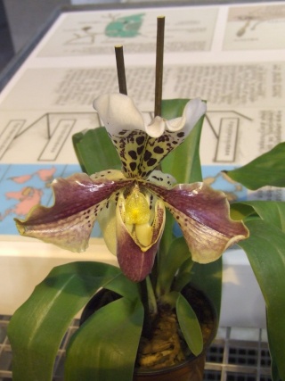expo D'orchides 002811