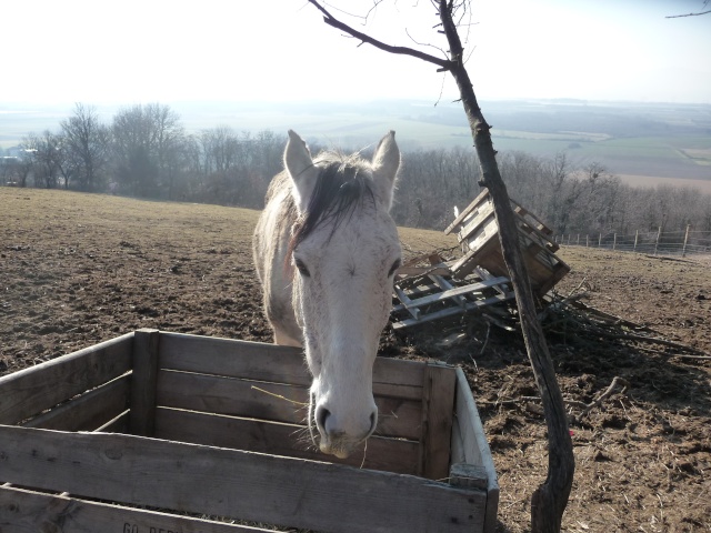 2 chevaux que j'ai en accueil Cheva100