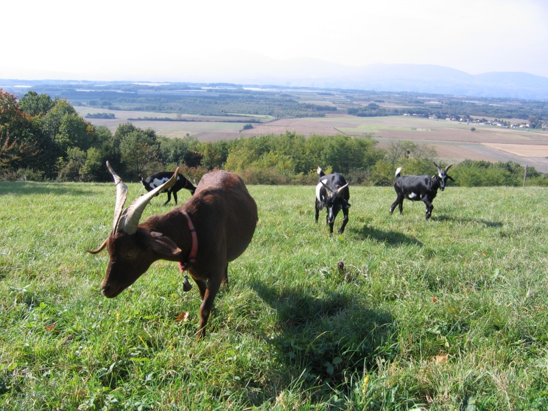 sans mec... Chevre12