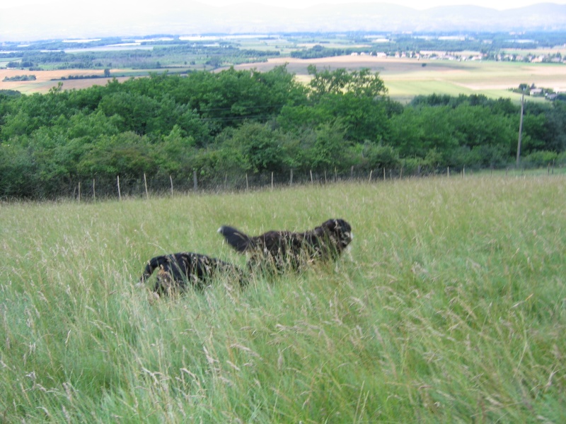 allez;v'nez,on va  aux chèvres! Chiens26