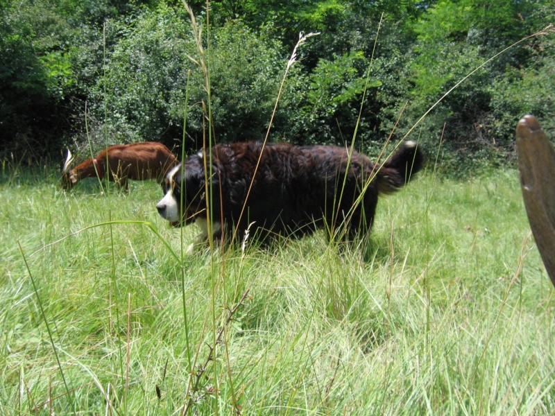 arrrhhhhh ,au scours!! un bouc entier!! Chiens32