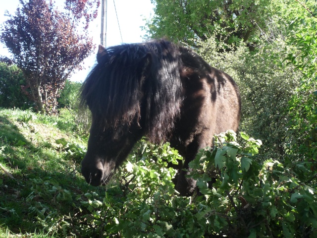 ma douce retraitée et ma gamine shetland! - Page 2 Poulai66