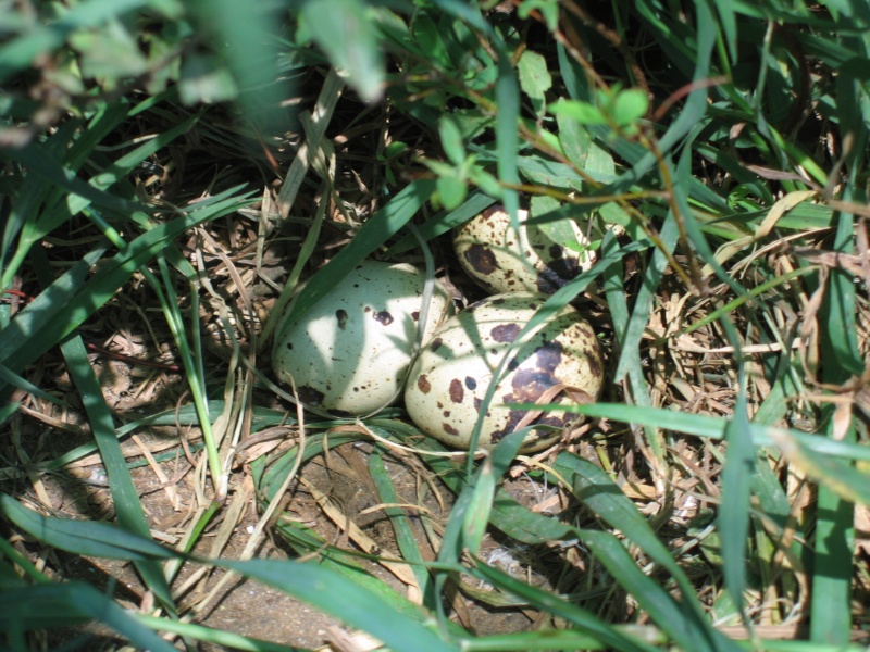 ...et enfin chez les poulettes.. Poules78