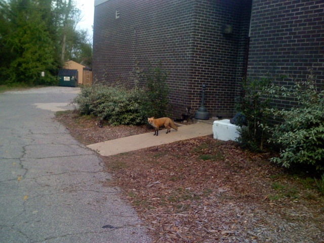 Our local red fox Fox210