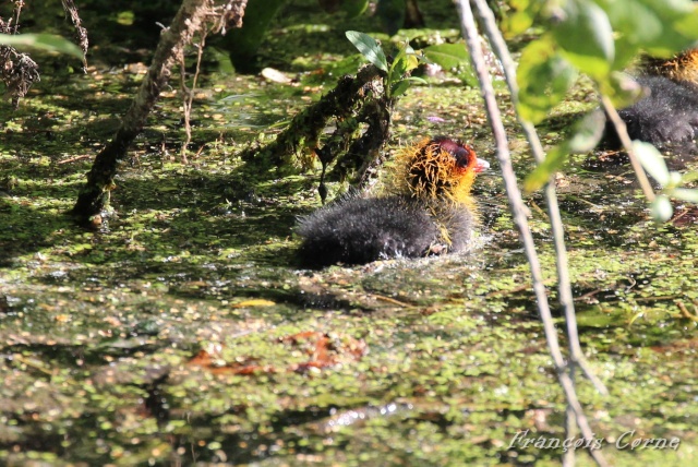 Post des photographes en herbe! Img_5214