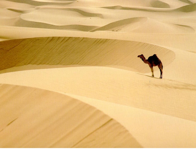 جمال الصحراء 1010