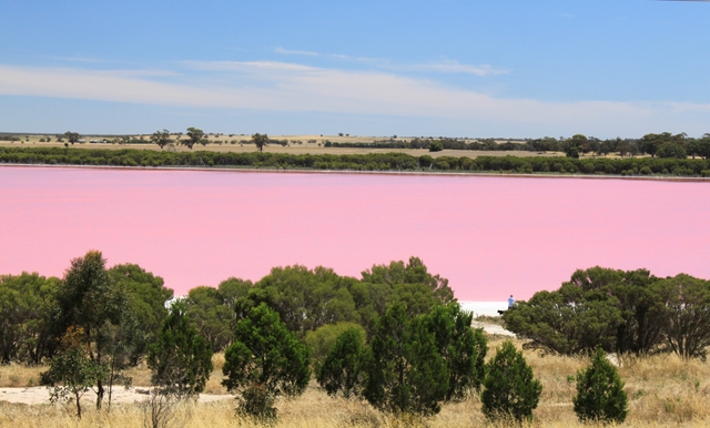 البحيرة الوردية  1cd0f913