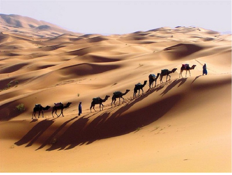 جمال الصحراء 317
