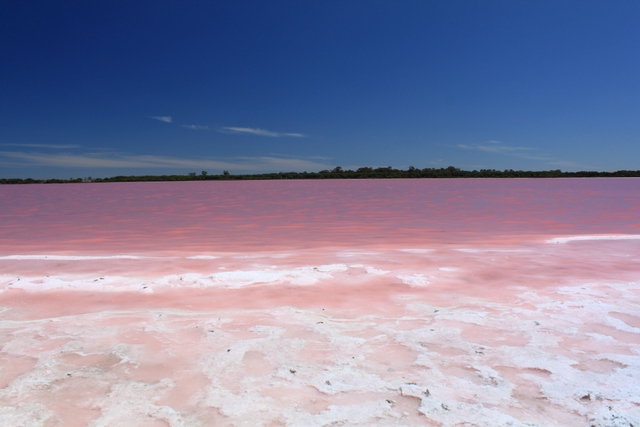 البحيرة الوردية  3f0f1710