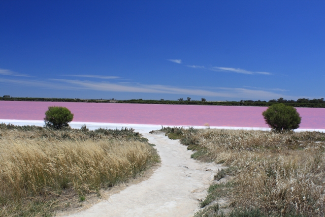 البحيرة الوردية  41a02b10