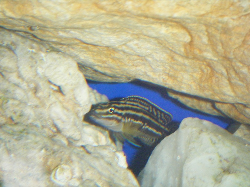 julidochromis regani kigoma  f1 2008_134