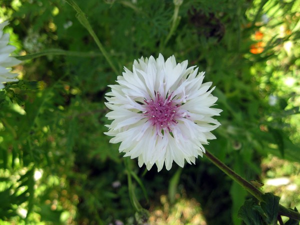 Fleur blanche au centre lilas foncé Identi10