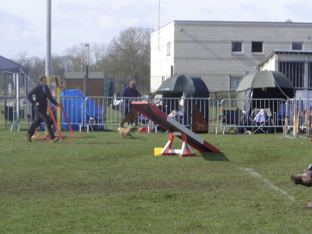 Concours Agility 2008 - Page 11 Dsc02319