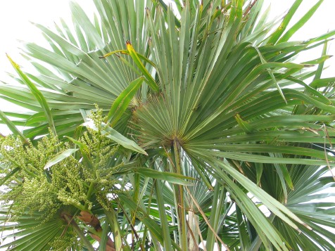 Paysandisia archon :Le ravageur des palmiers  Img_9113