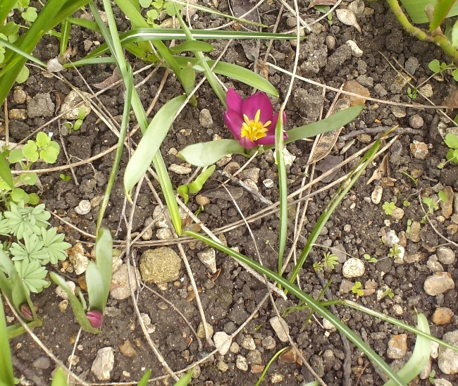 Tulipa humilis 'Odalisque' Hpim5422