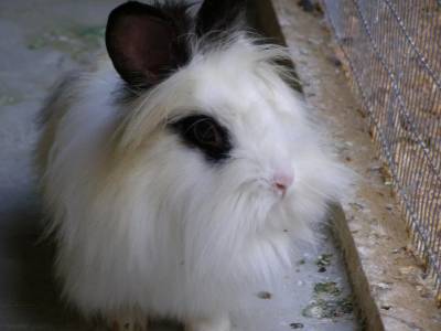    Angora11