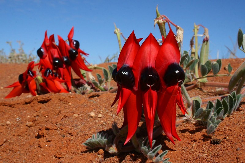 [Australie] - Swainsona formosa (Sturt Desert Pea) : la fleur du désert Swains10