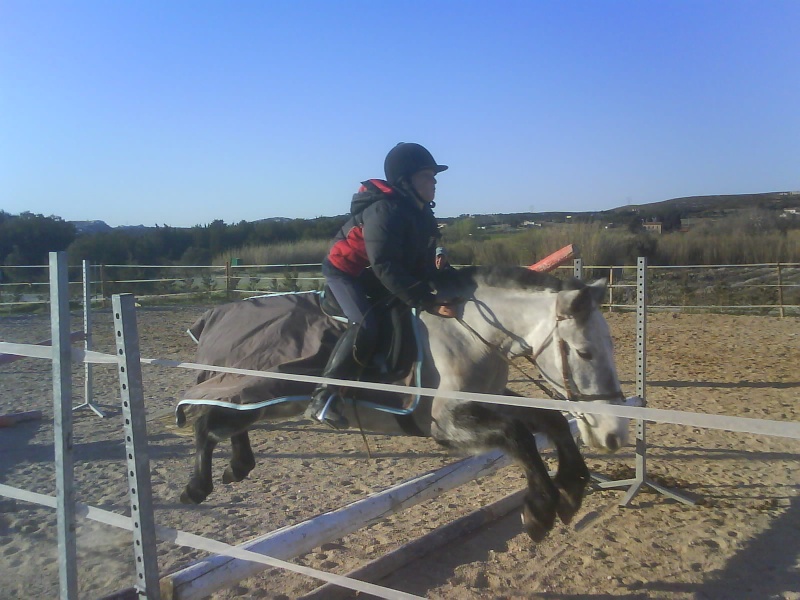 les cours chevaux Dsc00717