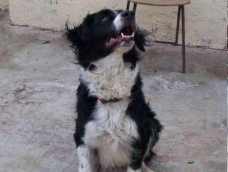 taz border collie/bouvier bernois  2 ans  20 minutes de caen (calvados) Taz310