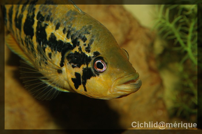 Parachromis friedrichsthalii (Heckel, 1940) Jeunes16