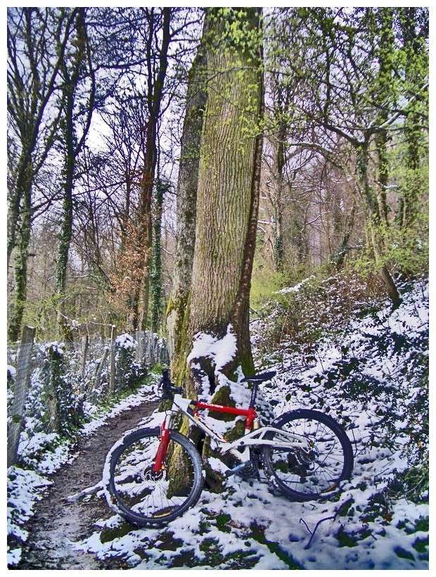 Arbres des Monts d'Or Velo_m10