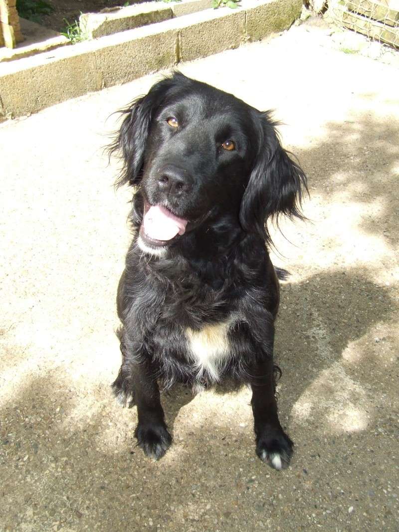 GALEO - setter  2 ans  - Refuge des Clochards Poilus à Tabanac (33) Galao_10