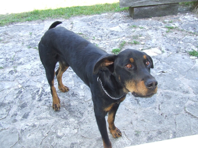 Gaspard, beauceron de deux ans! Gaspar12