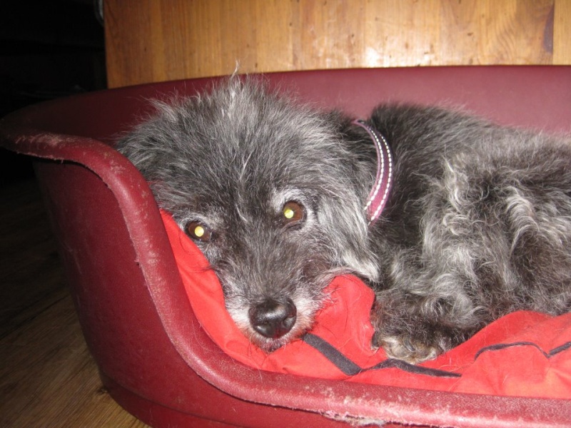 Petite chienne X griffon, 14 ans, 33 X_grif10