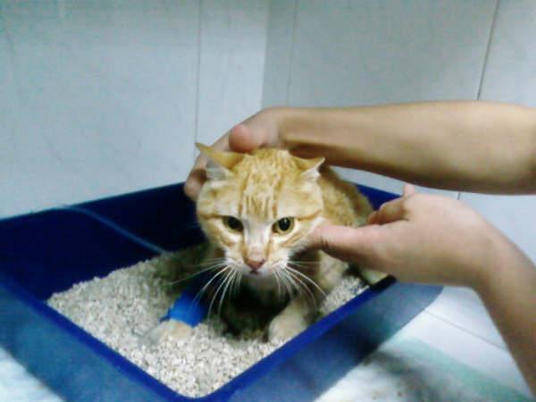 Gato dorado herido ADOPTADO - Ciudad Real 000_fo10