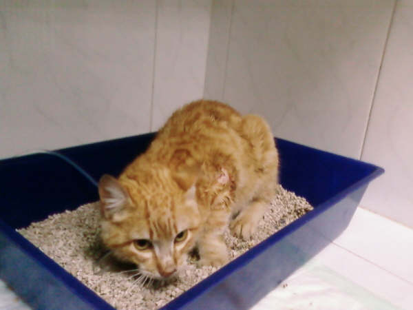 Gato dorado herido ADOPTADO - Ciudad Real 000_fo11