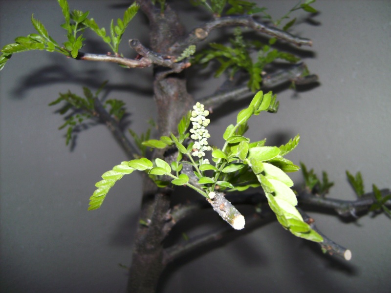 Gleditsia triacanthos, acacia de tres espinas Bild0712