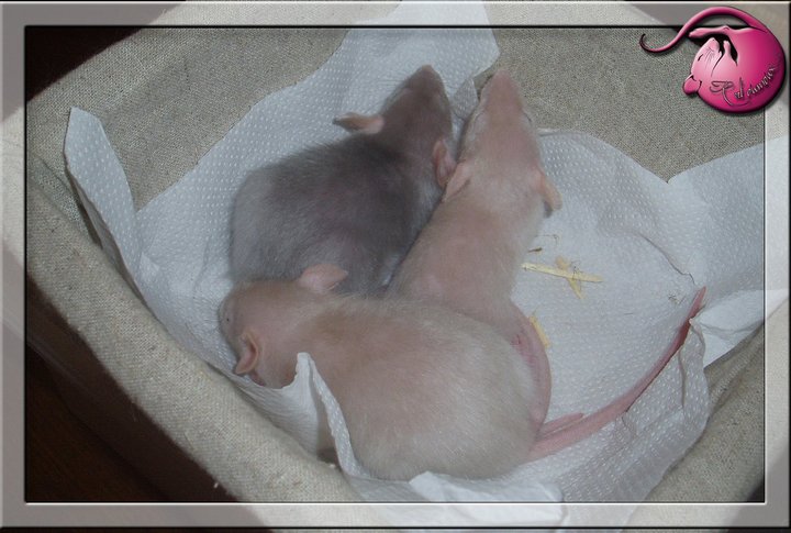 Petit post sur les rats satins 26999110