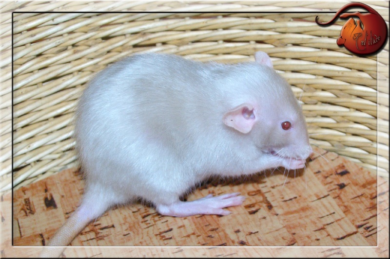 Petit post sur les rats satins Imgp5727