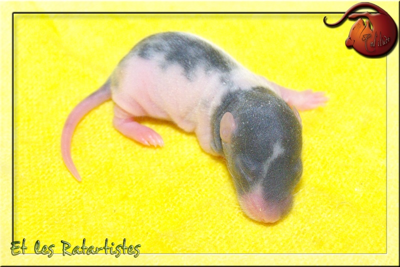Lovely (Rat'itude) x Nibbler (Ratartistes) -->21/12/2011 Imgp6630